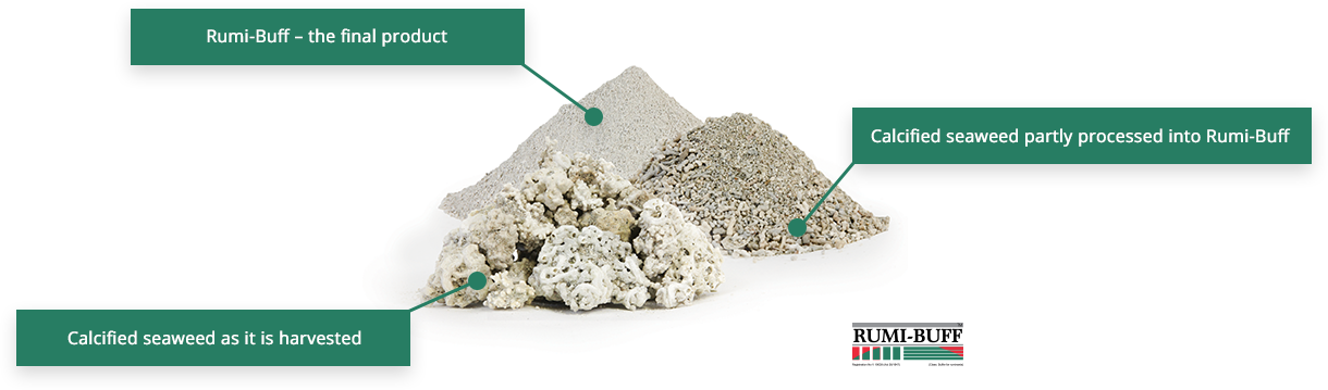 seaweed-illustration